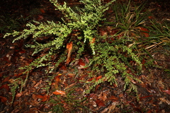 Pultenaea cuneata