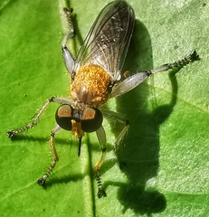 Laphriini