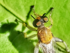 Laphriini