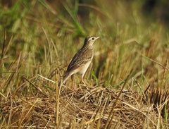 Anthus richardi