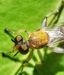 Laphriini