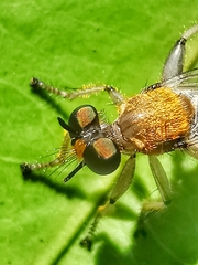 Laphriini