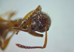 Myrmica ruginodis
