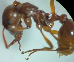 Myrmica ruginodis