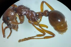 Myrmica ruginodis