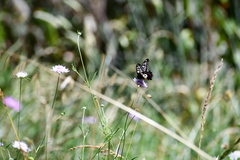 Papilio anactus