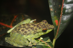 Staurois guttatus