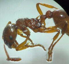 Myrmica ruginodis
