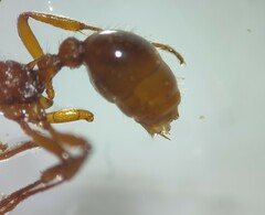 Myrmica ruginodis