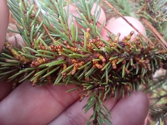 Arceuthobium pusillum