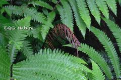 Pentarhizidium orientale
