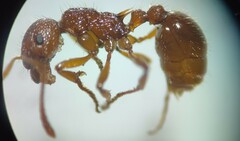 Myrmica ruginodis