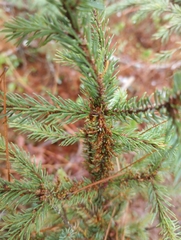 Arceuthobium pusillum