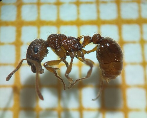 Woodland Red Ant, photo 6 of 10