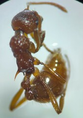 Myrmica ruginodis
