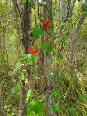 Passiflora aurantia