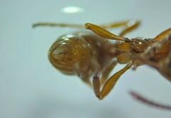 Myrmica ruginodis