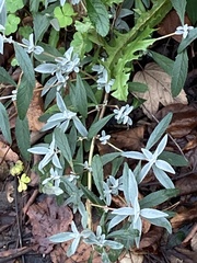 Buddleja davidii
