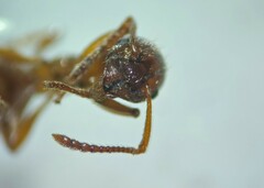 Myrmica ruginodis