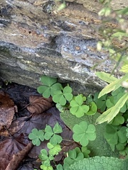 Oxalis corniculata