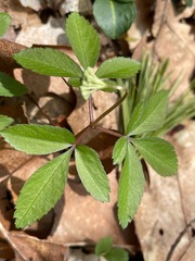 Panax trifolius