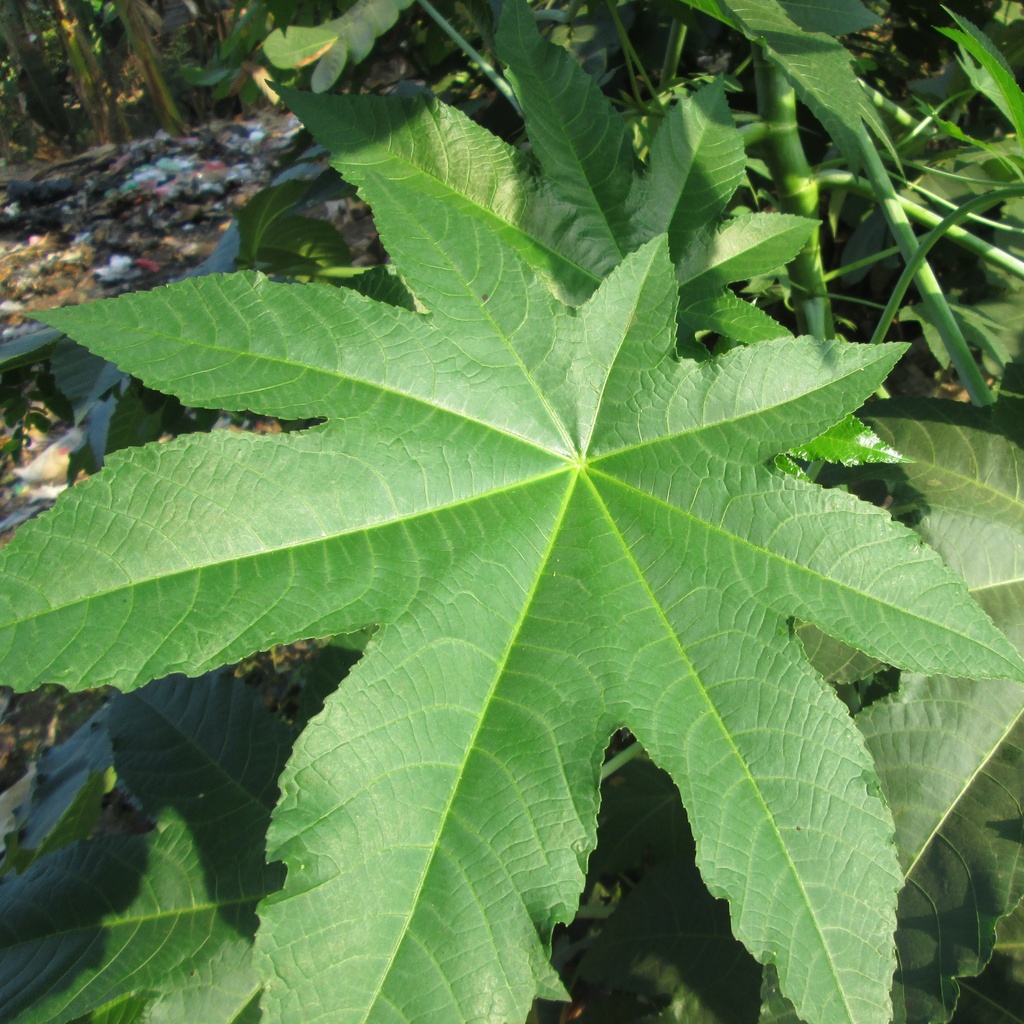 castor bean (Plumtree Farm, Riverside, Alien Invasive and Weed Plants ...