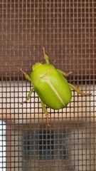 Anoplognathus prasinus