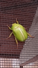 Anoplognathus prasinus