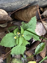 Galinsoga quadriradiata