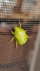 Anoplognathus prasinus