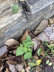 Galinsoga quadriradiata