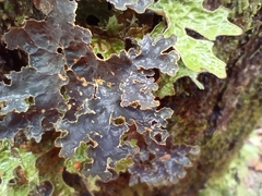 Pseudocyphellaria holarctica