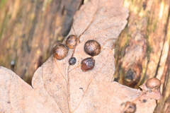 Pediaspis aceris