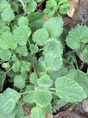 Ballota nigra