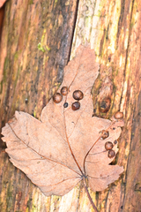 Pediaspis aceris