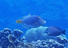 Cantherhines dumerilii