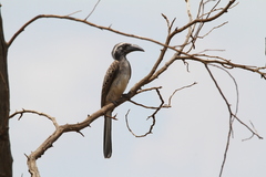 Lophoceros nasutus