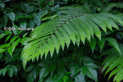 Pentarhizidium orientale
