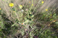 Sonchus tenerrimus