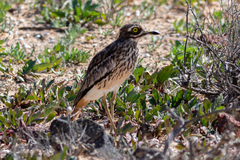Burhinus oedicnemus