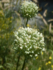 Allium drobovii