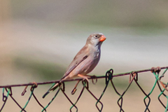 Bucanetes githagineus