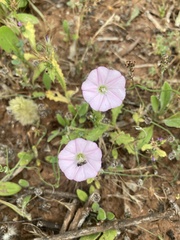 Convolvulus remotus