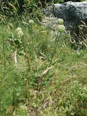 Allium drobovii