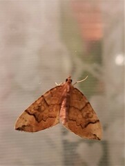 Eulithis populata