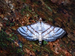 Spilomelinae