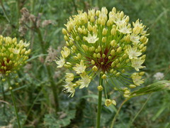Allium eriocoleum