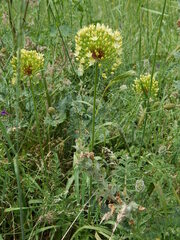 Allium eriocoleum
