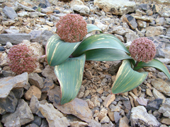 Allium karataviense