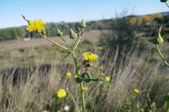 Sonchus tenerrimus